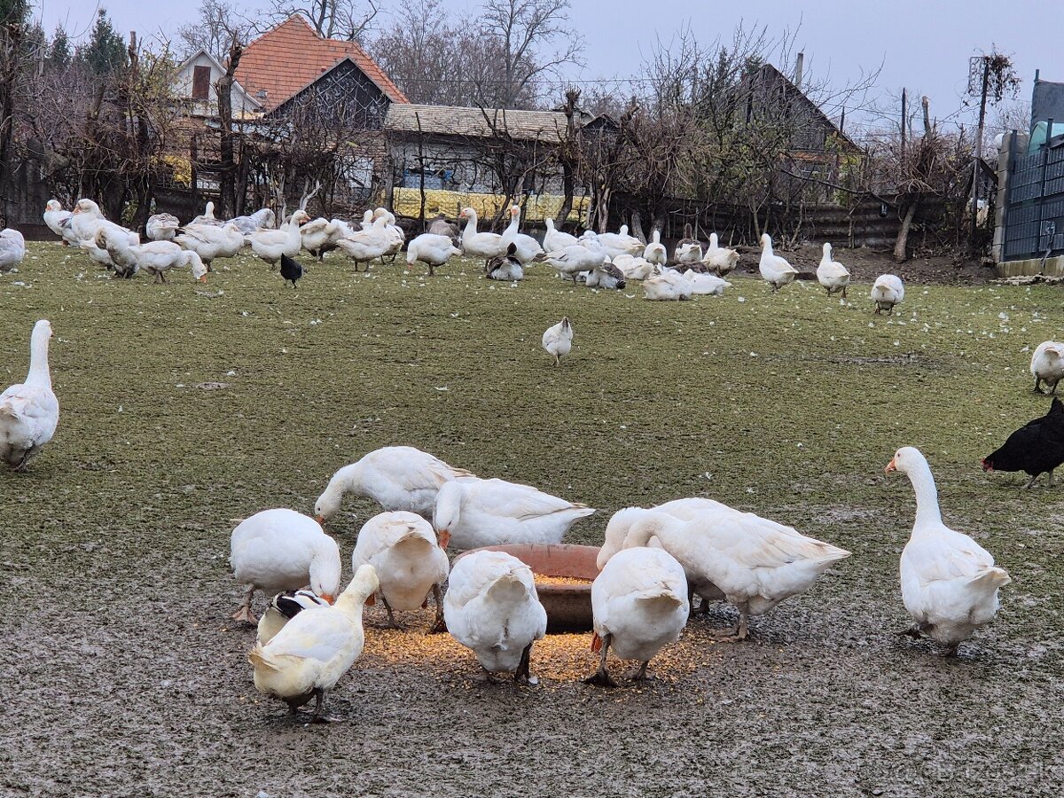 Predam husy Slovenske Biele - 4