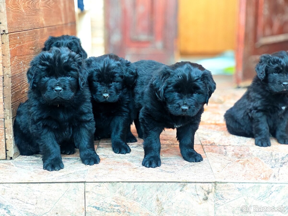 Dostupné 2 fenky Newfoundland Novofundlandsky - 4