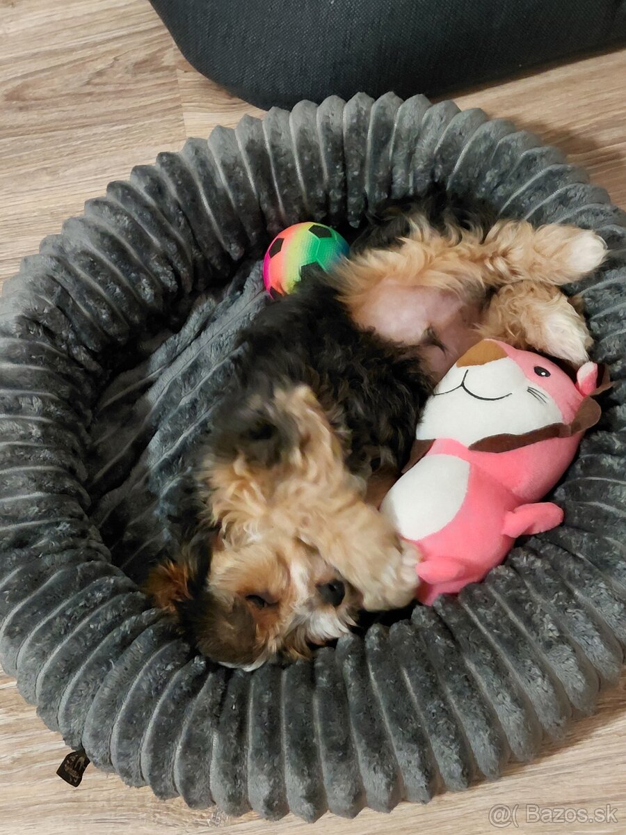 Yorkshirsky teriér - 4