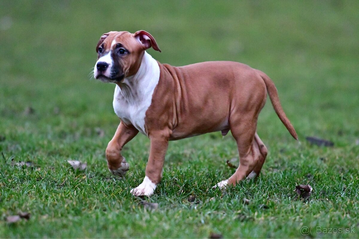 Americký stafordšírsky teriér s pp - 4