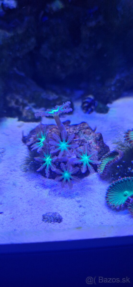 Morske akvarium - 4