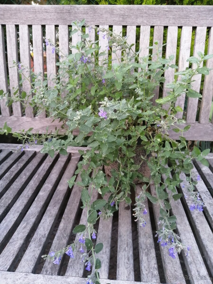 Kocúrnik - medonosná, nenáročná trvalka - 4