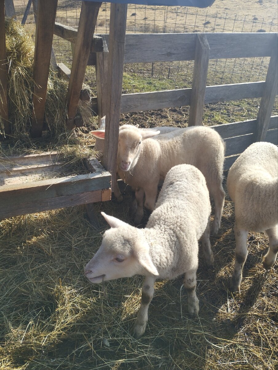 Predám jahňatá - 4