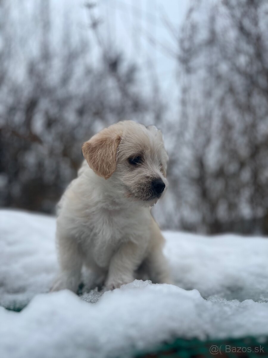 Darujem šteniatka - 4