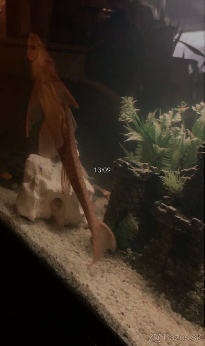 Predám prísavniky - 4