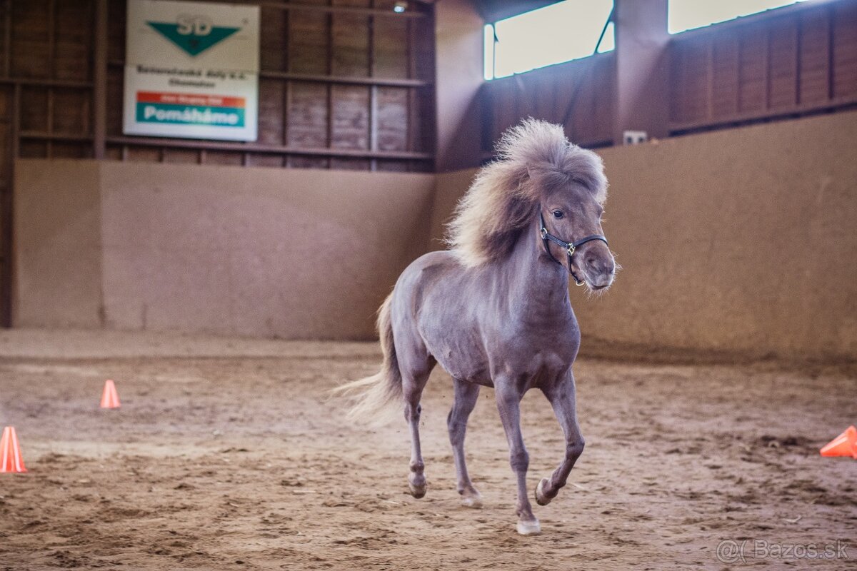 Minihorse hřebeček - 4