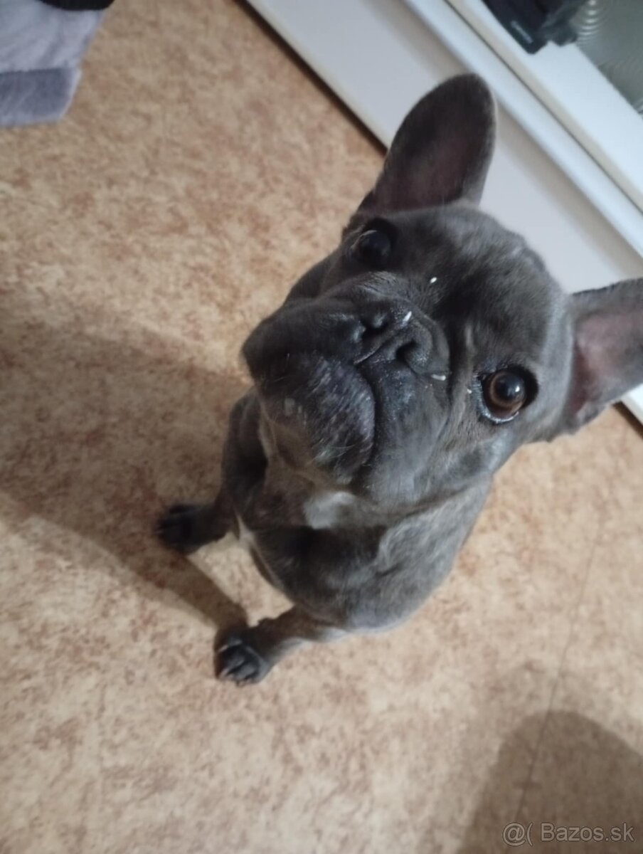 Francúzsky buldog - 4