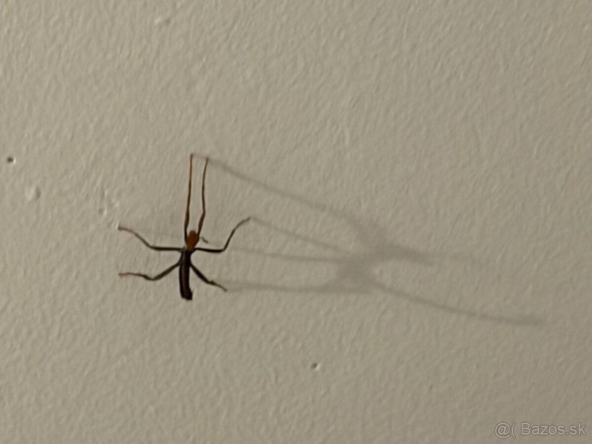 Strašilka austrálska - Extatosoma tiaratum, mláďatá - 4