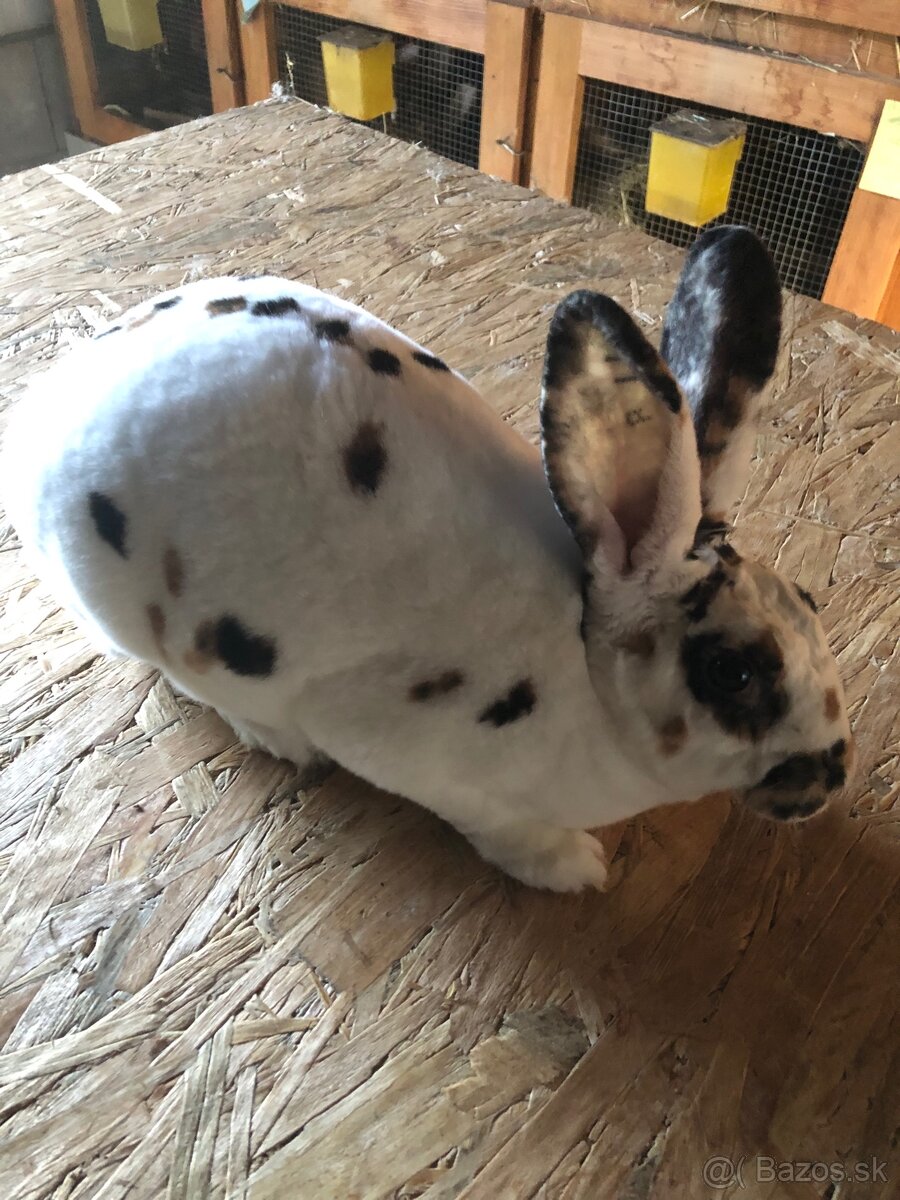 Dalmatinsky trojfarebný Rex,Kastorex,Burgundsky - 4