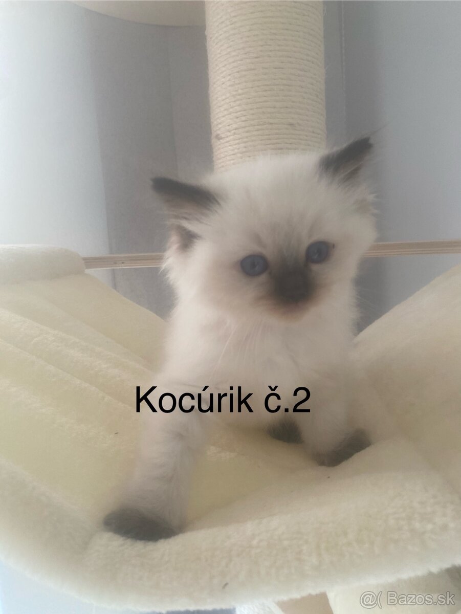 Ragdoll mačiatka bez PP-poslední 3 voľní kocúrikovia - 4