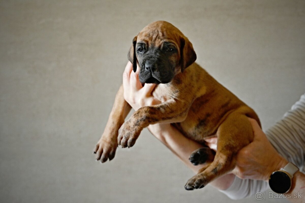 Německá doga žíhaná, žlutá - 4