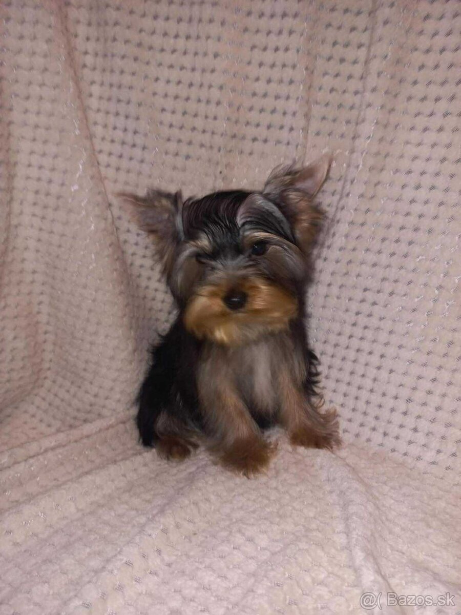 York, Yorkshire, Yorkshirsky terier, mini yorkshire samec - 4