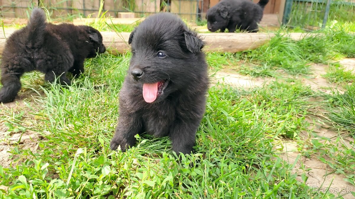 Veľký špic - čierny s PP - 4