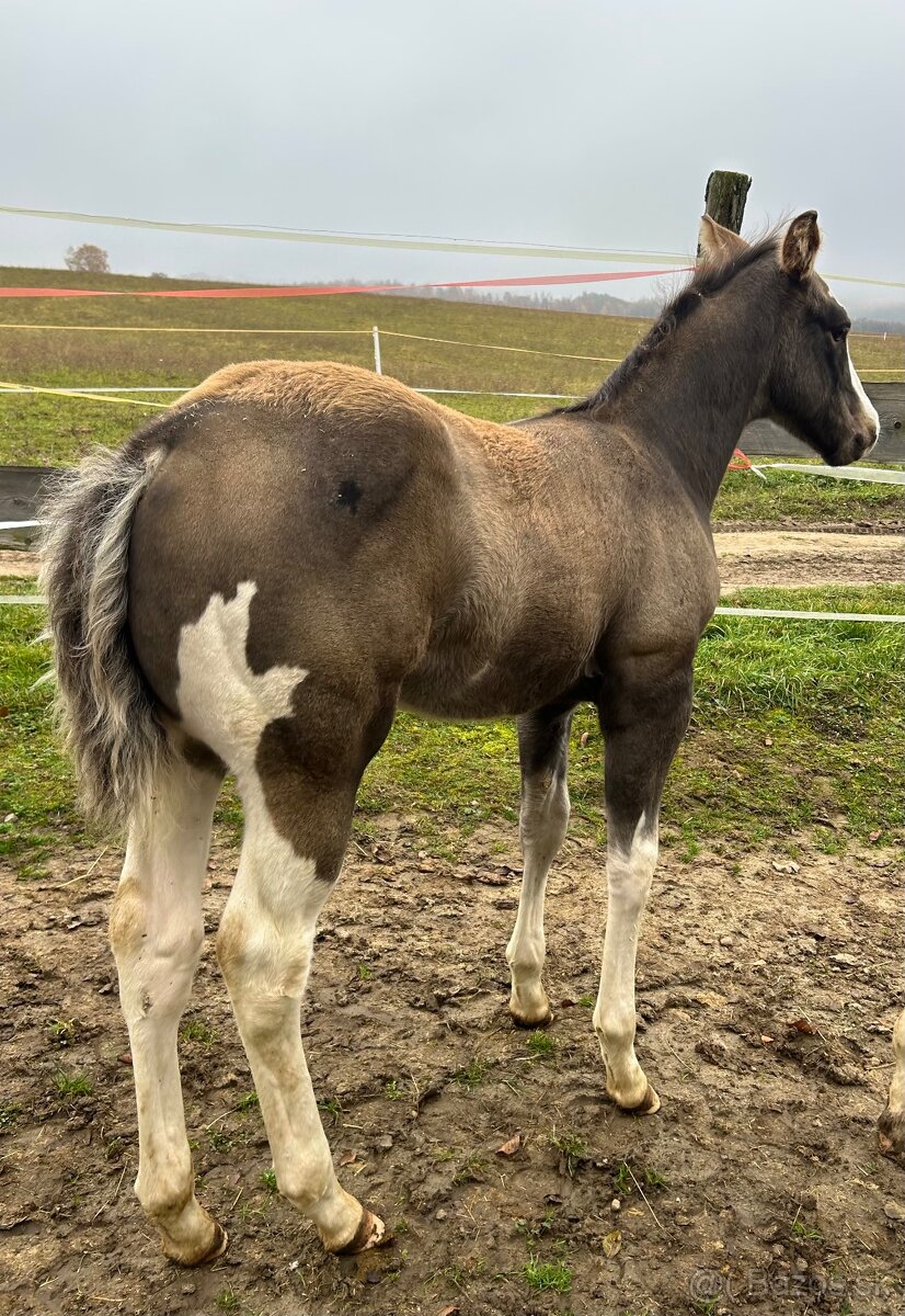 Zrebcek Aph Buckskin overo/sabino - 4