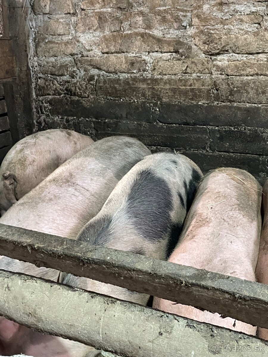 Jatočné ošípané - 4