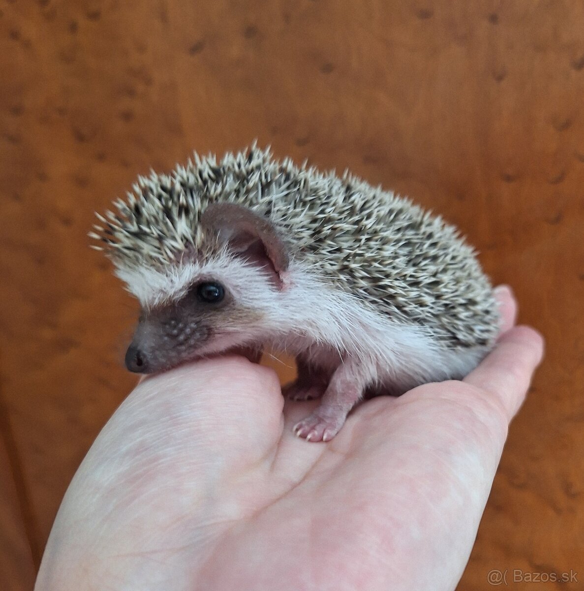 Ježko africký bielobruchý-samička - 4