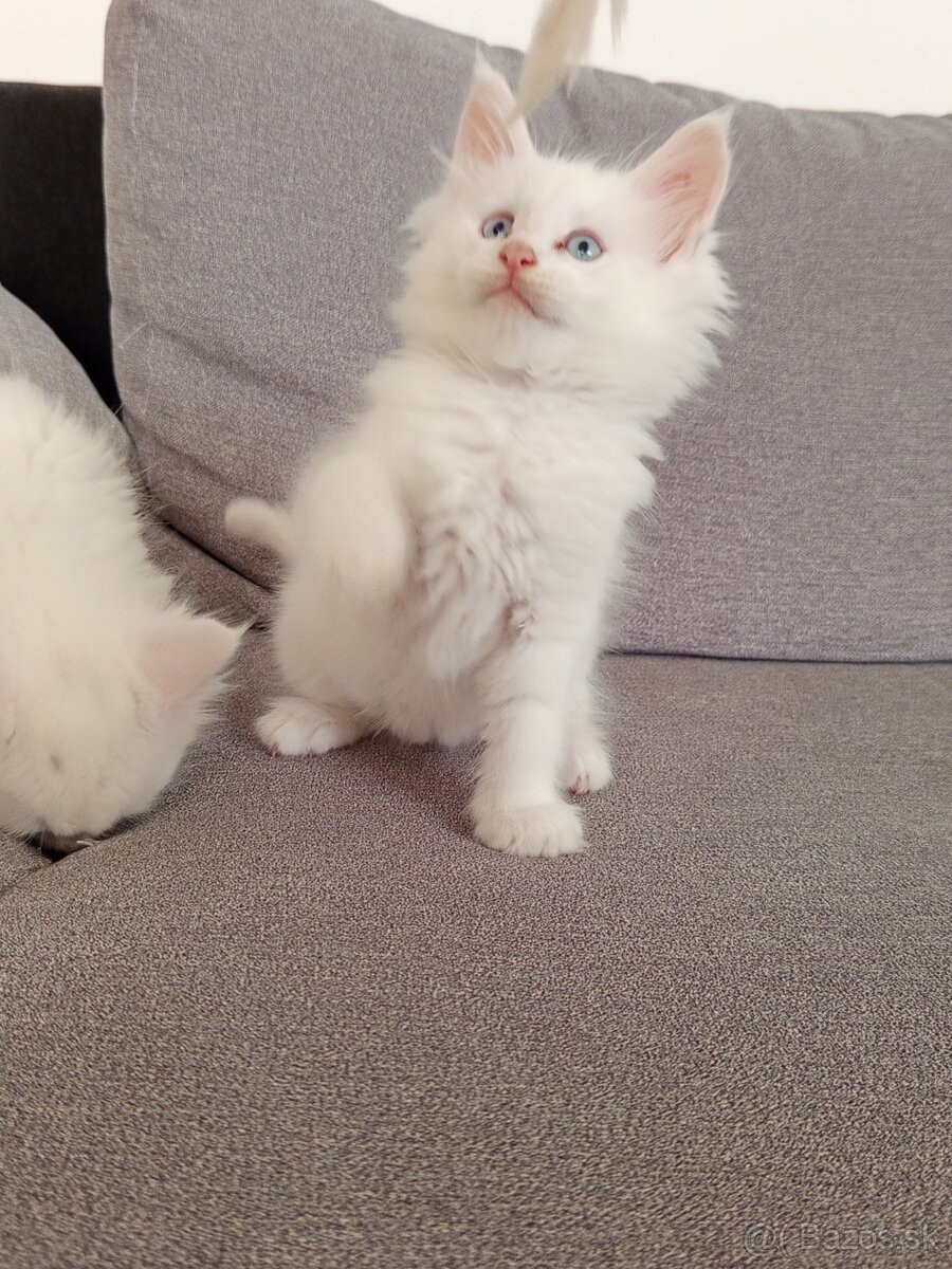 Maine Coon - 4