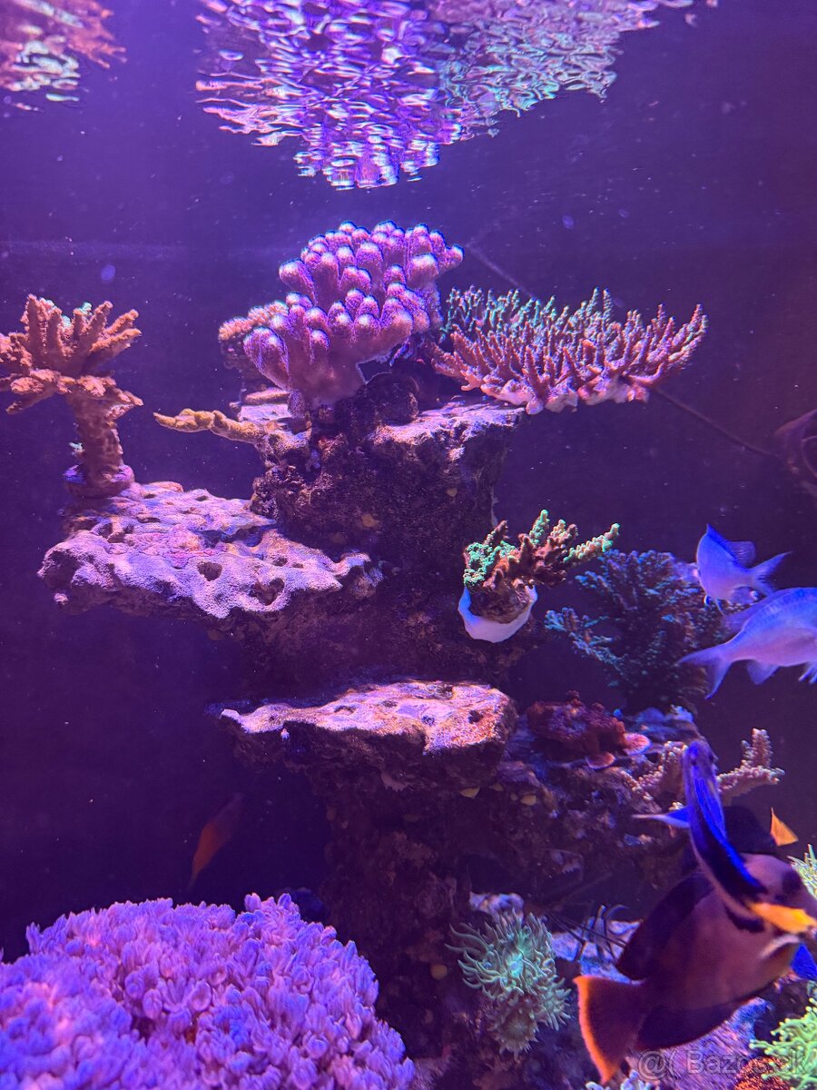 Morské Akvárium 170x60x60 - 4