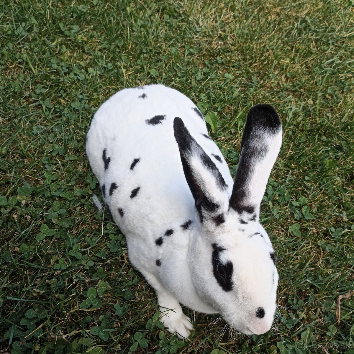 Ponúkame zajace - 4