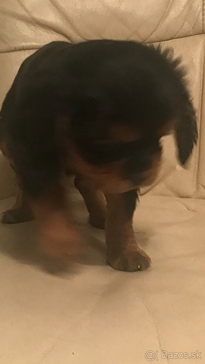 Kavalier king Charles španiel - 4