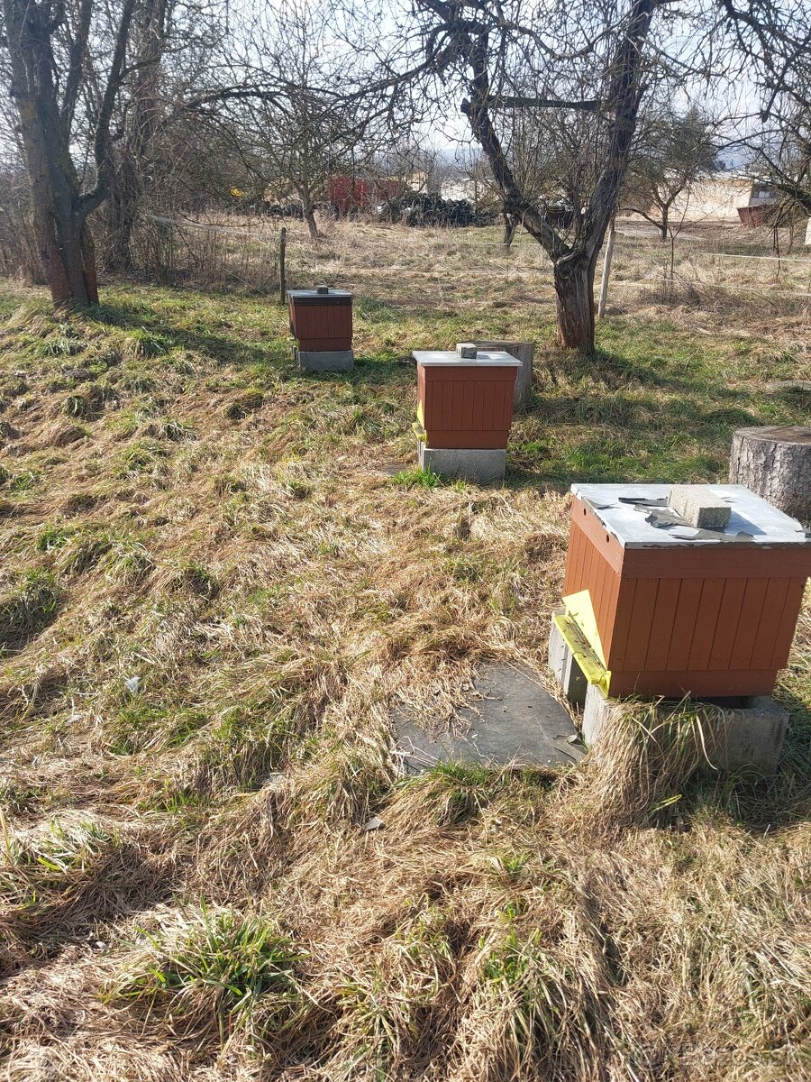 Včely-Predám Včely - 4