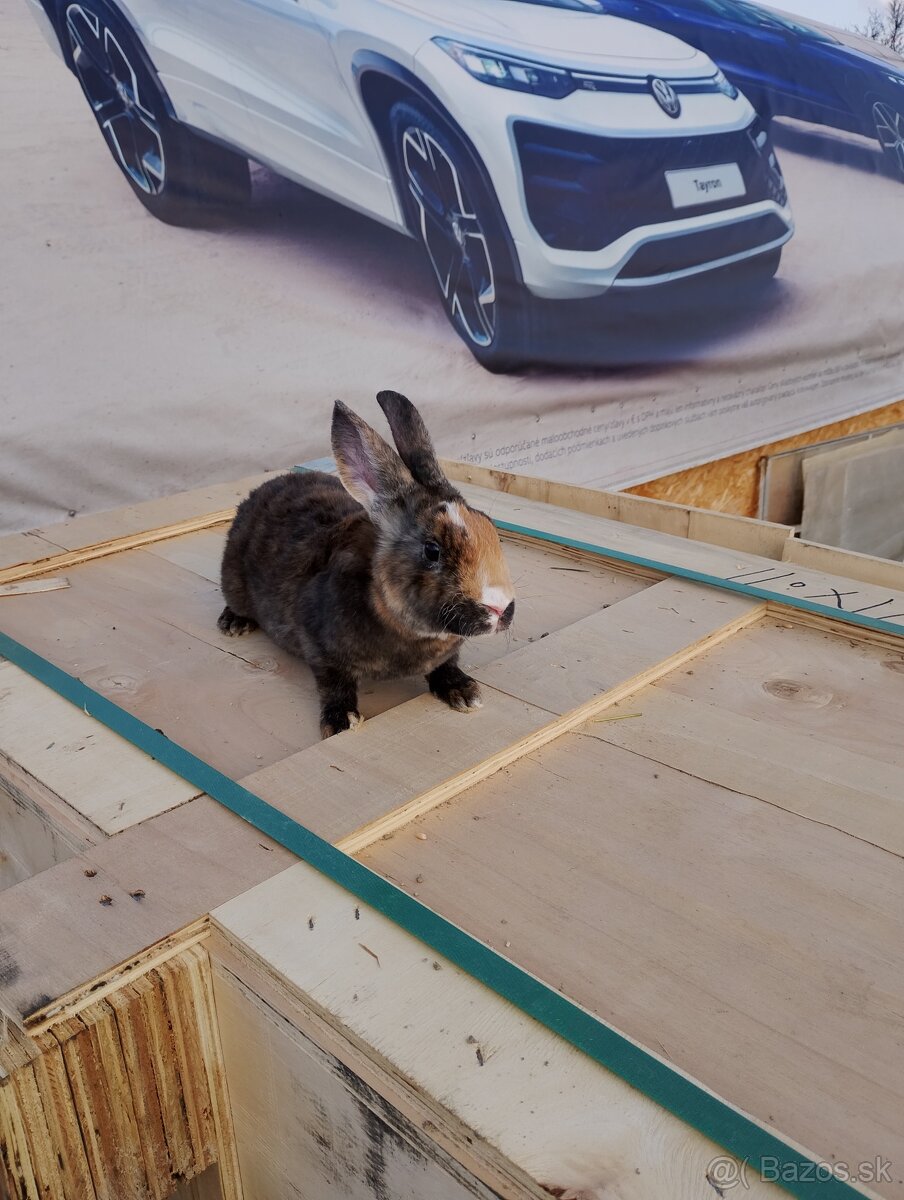 Predám zajace Rex - 4