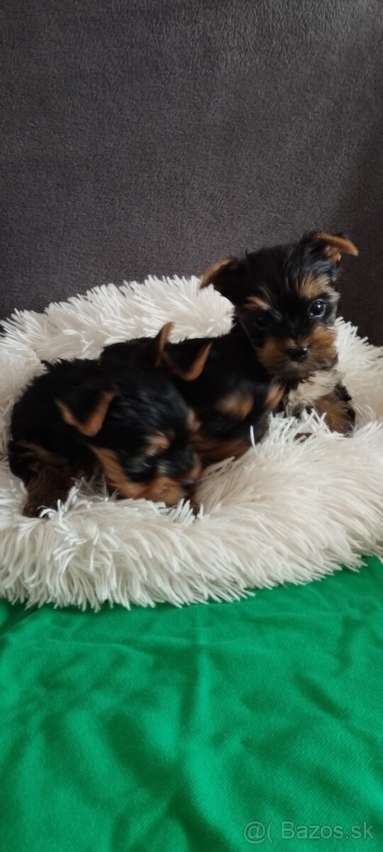 Yorkshirsky teriér - 4