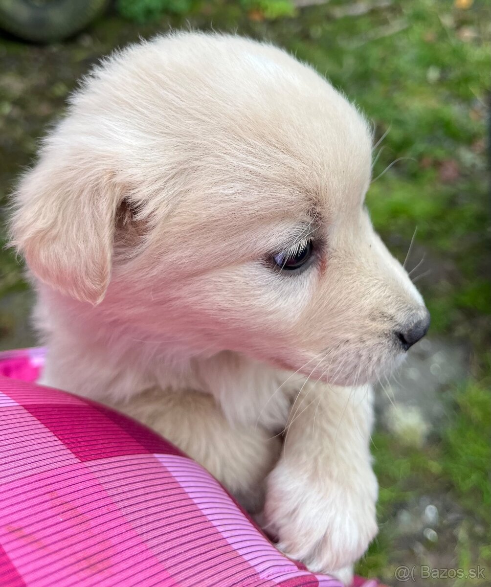 Darujem šteniatka - 4