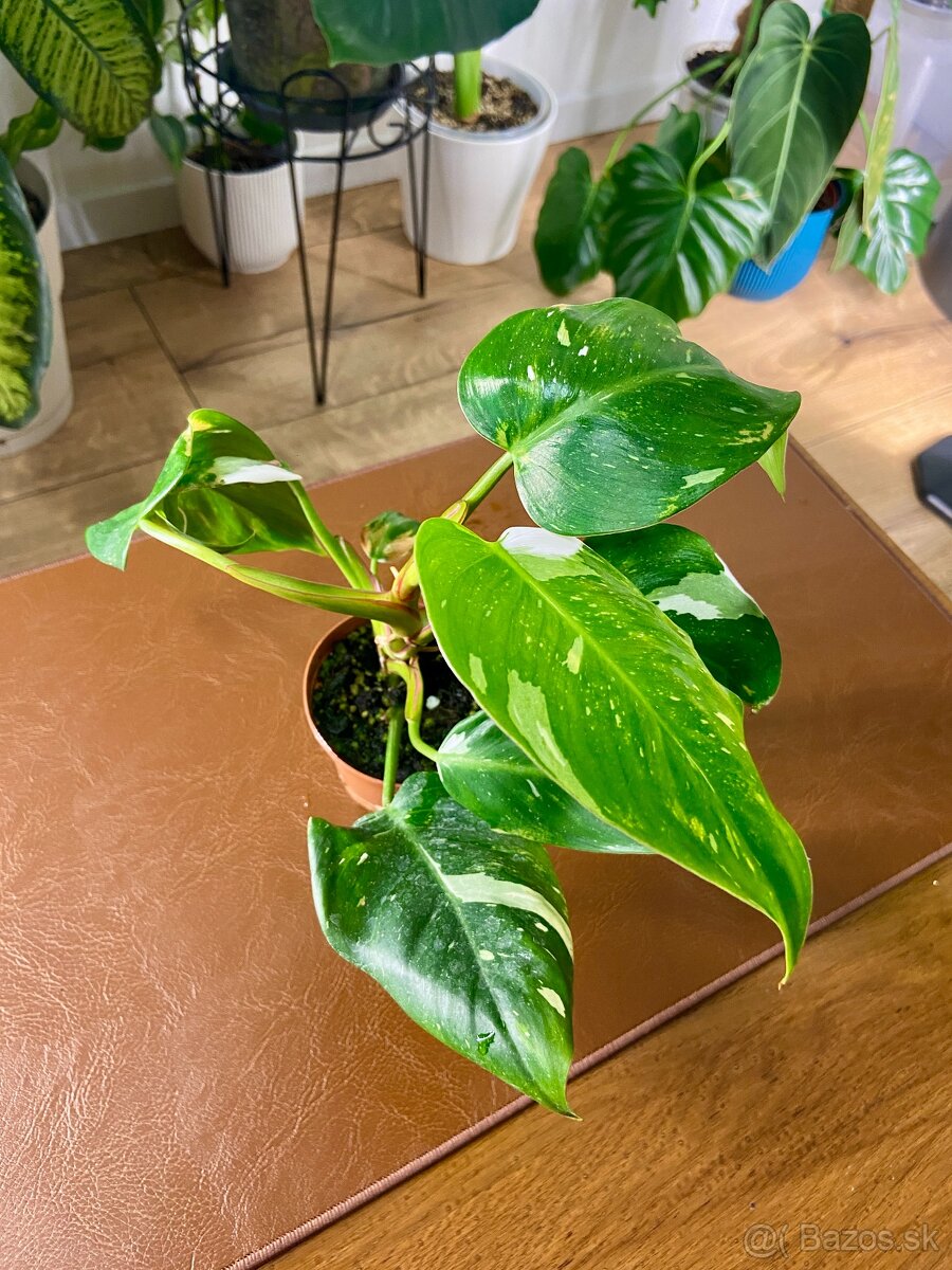 Predám rôzne izbové rastliny - 4