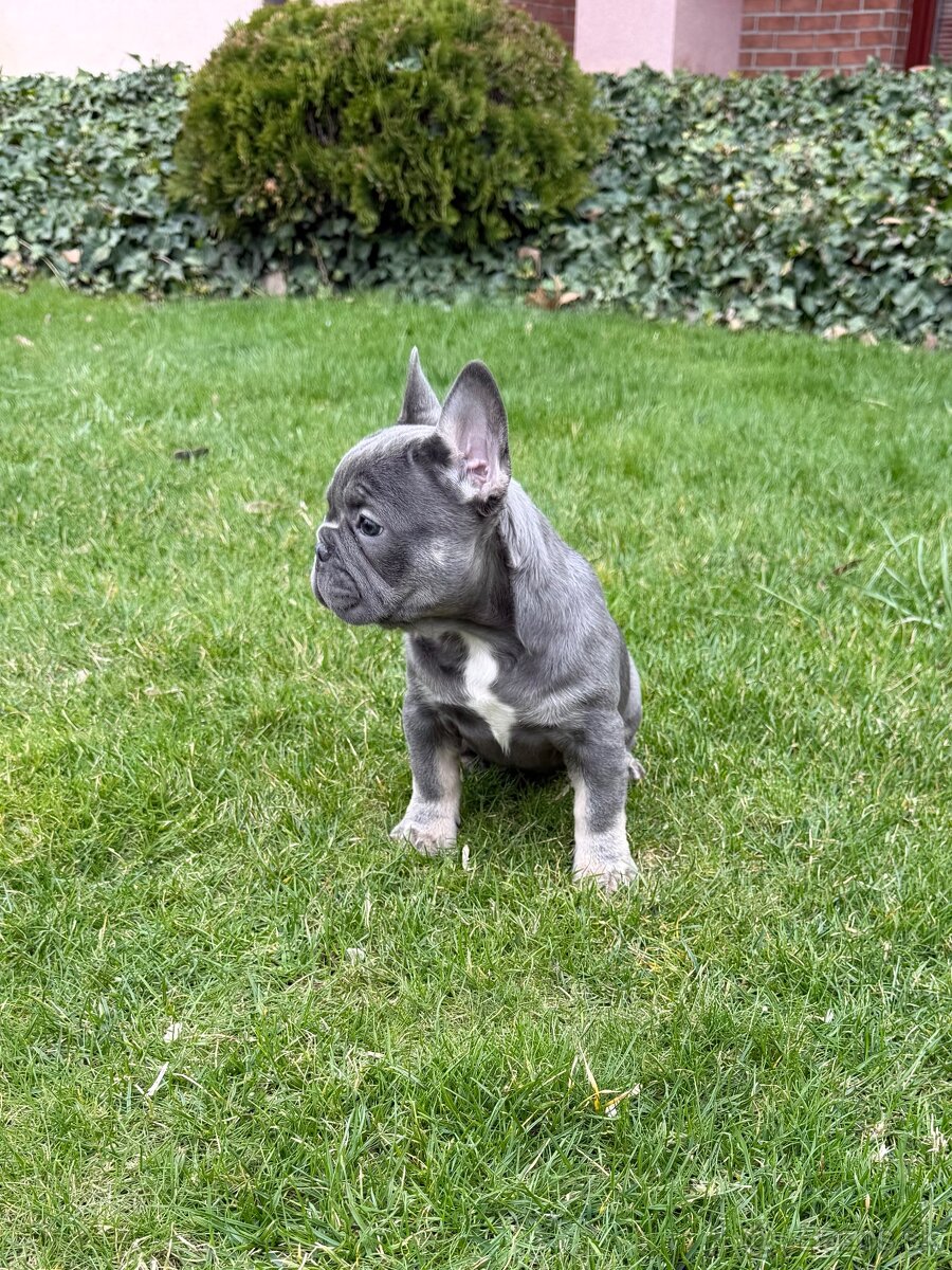 Francuzsky buldoček blue tan fenka - 4