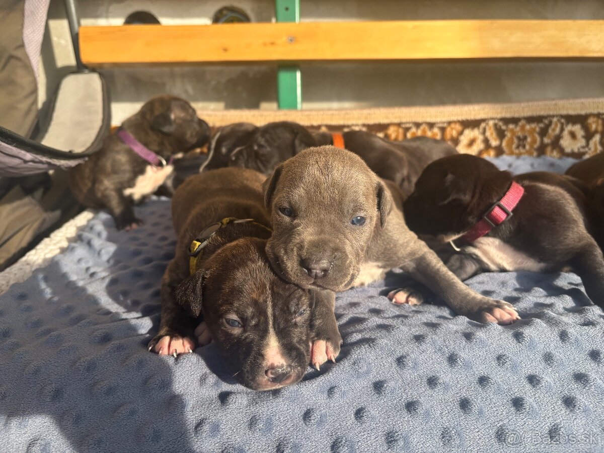 Americký stafordsirsky terier, Stafford, amstaf - 4