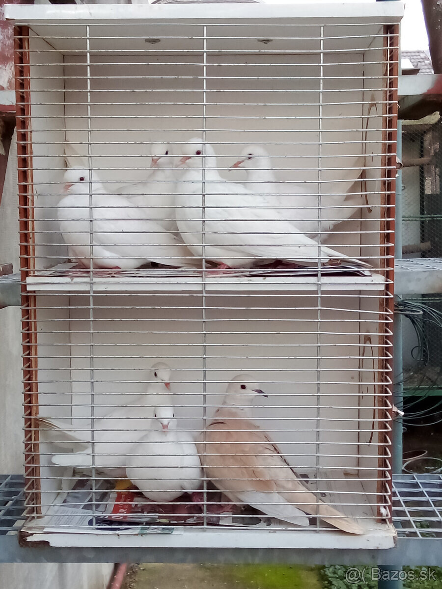 Hrdličky chichotavé- krúžkované - 4