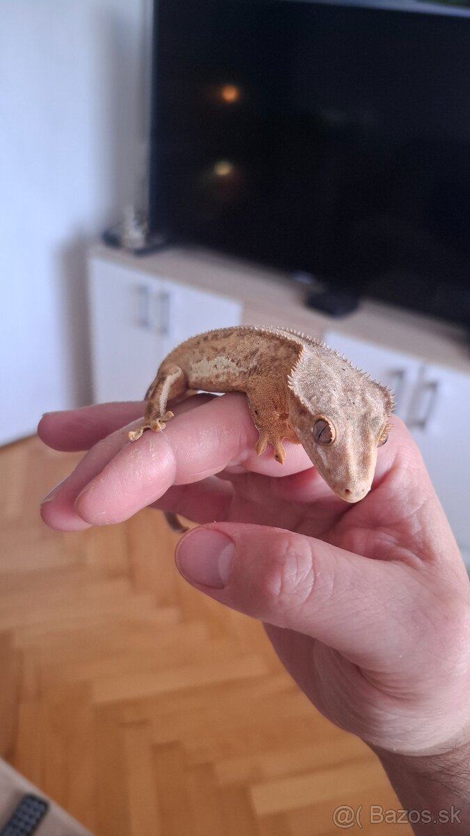 Pagekon riasnaty samček - 4