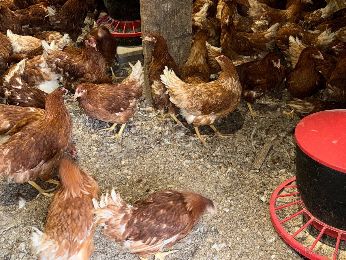 Sliepky Mládky Nosnice Lohman - 4