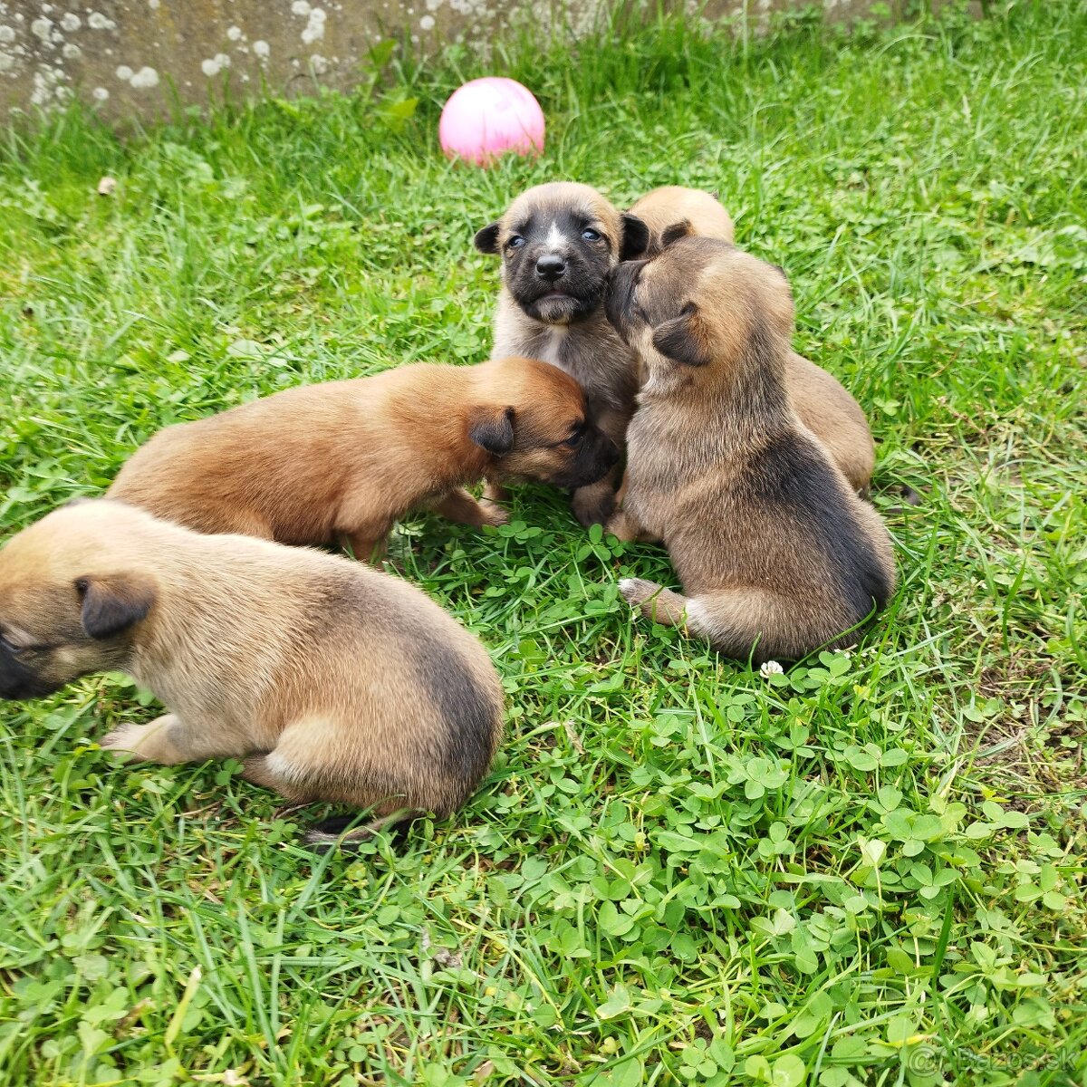 Štěňata - 4