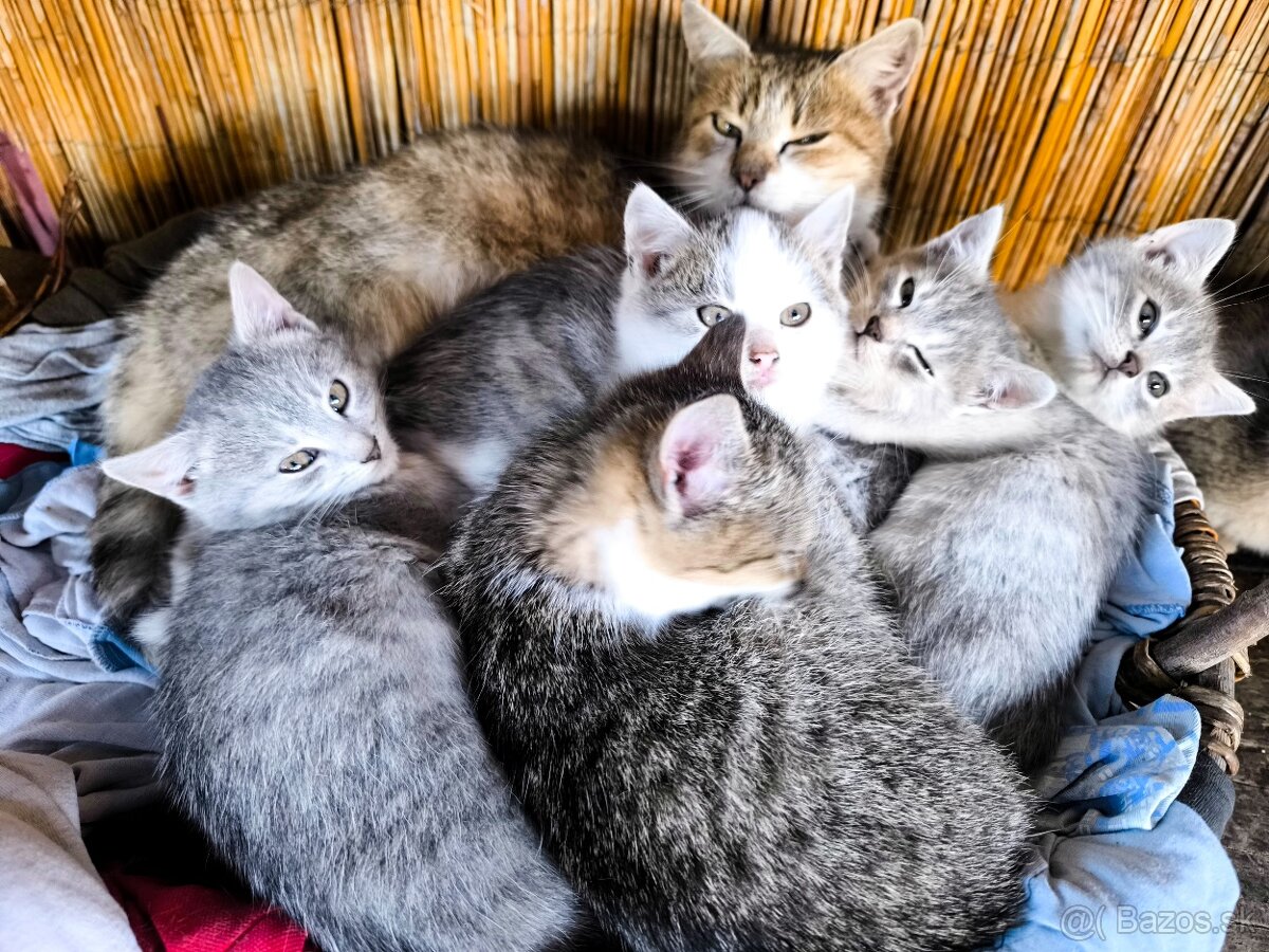 Mačiatka hľadáme domov - 4