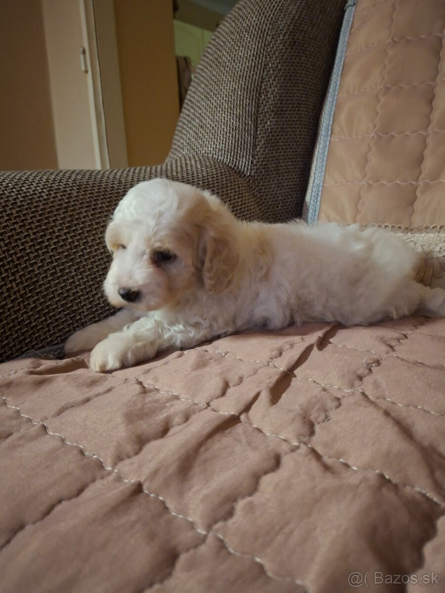 Maltipoo - 4