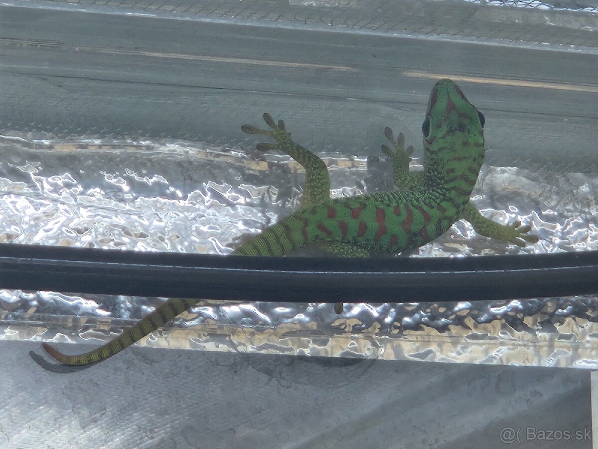 predám felzuma grandis HR - 4