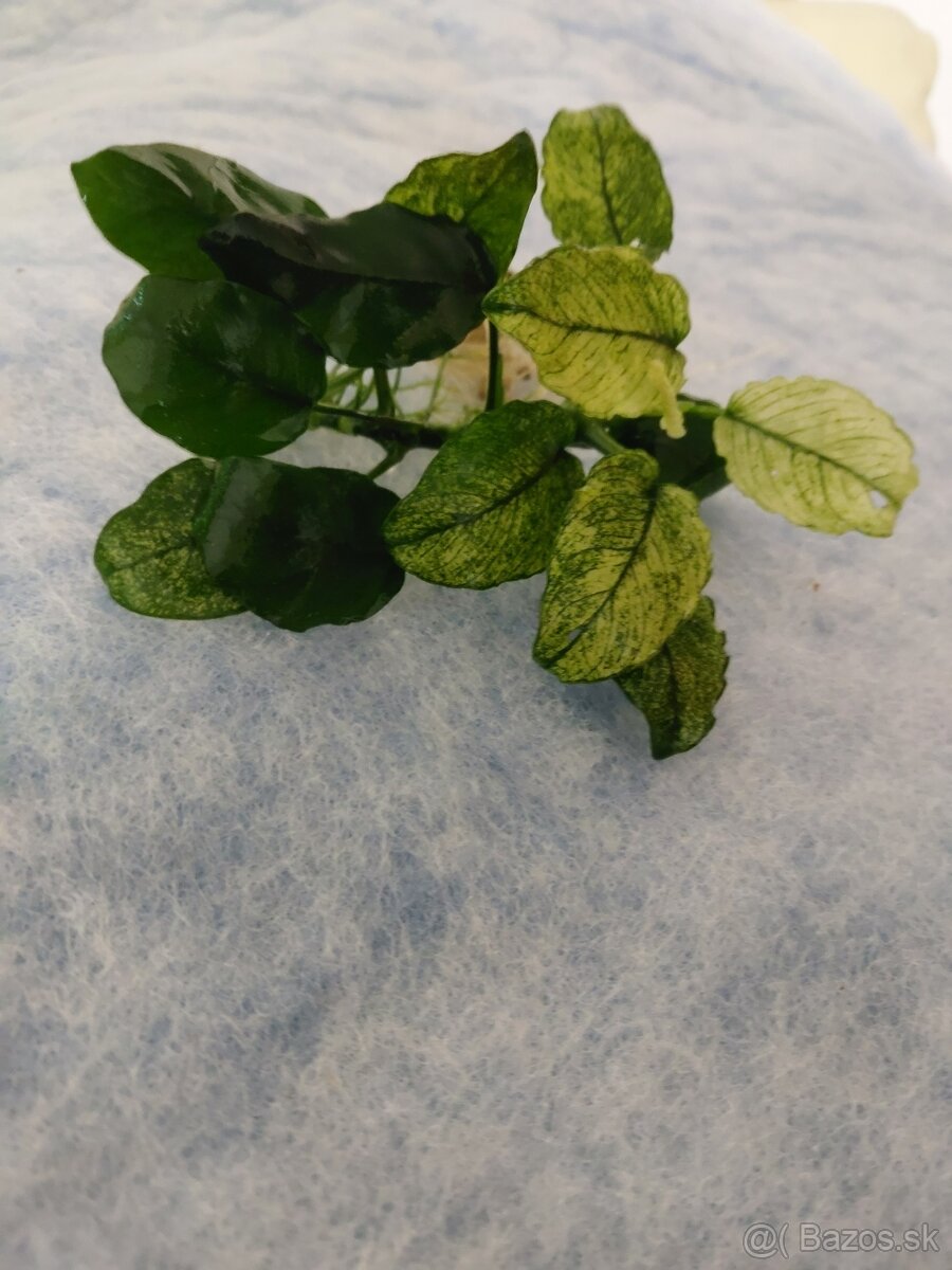 Mecun cierny,rastliny - 4