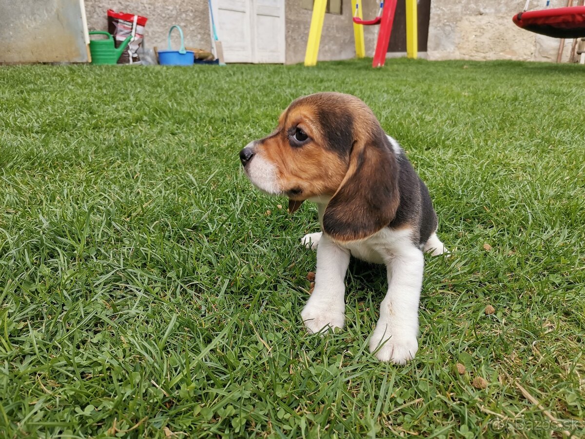 bígl, bígel, beagle - 4