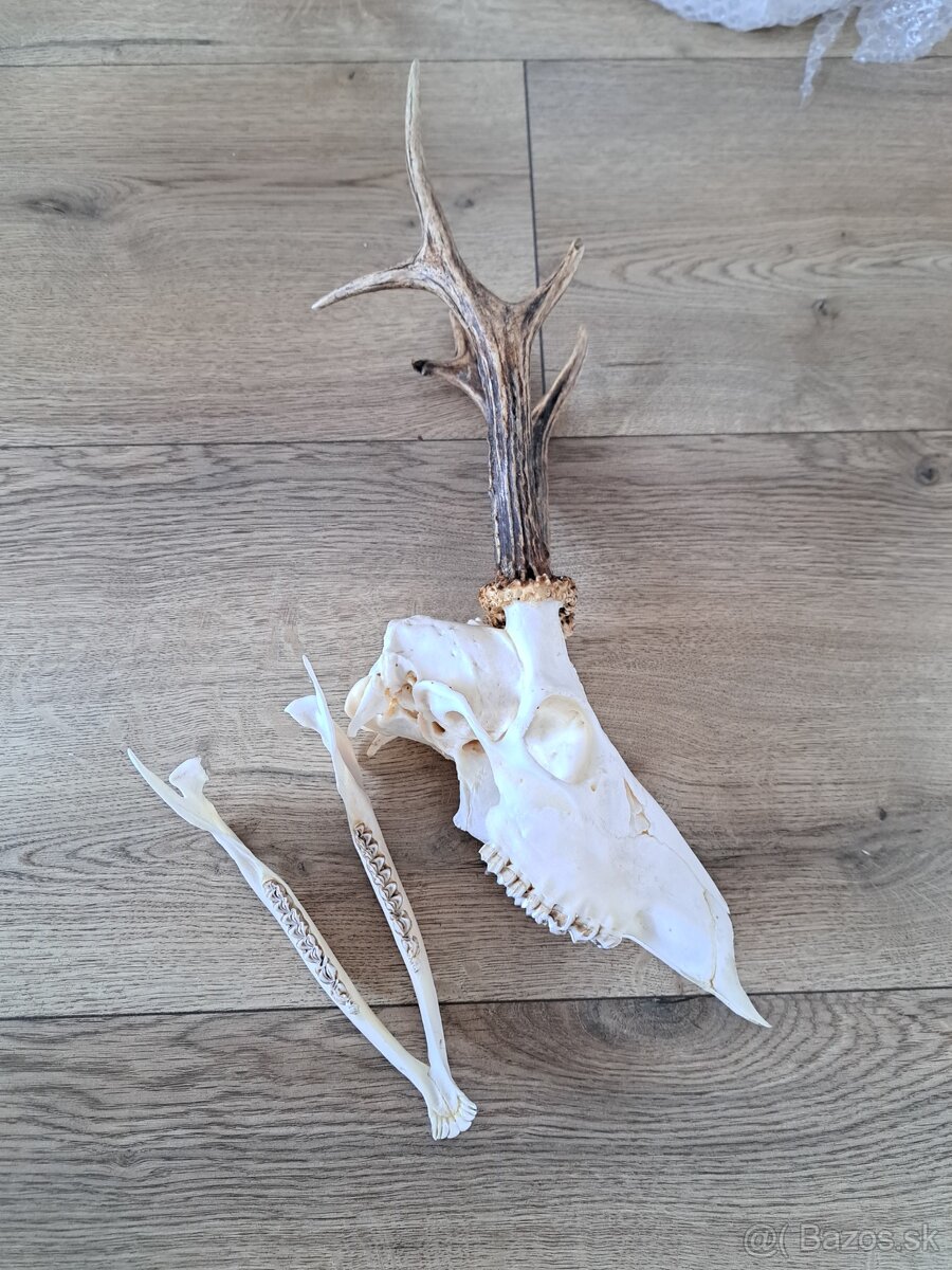 Srnec 500h parohy parozie - 4