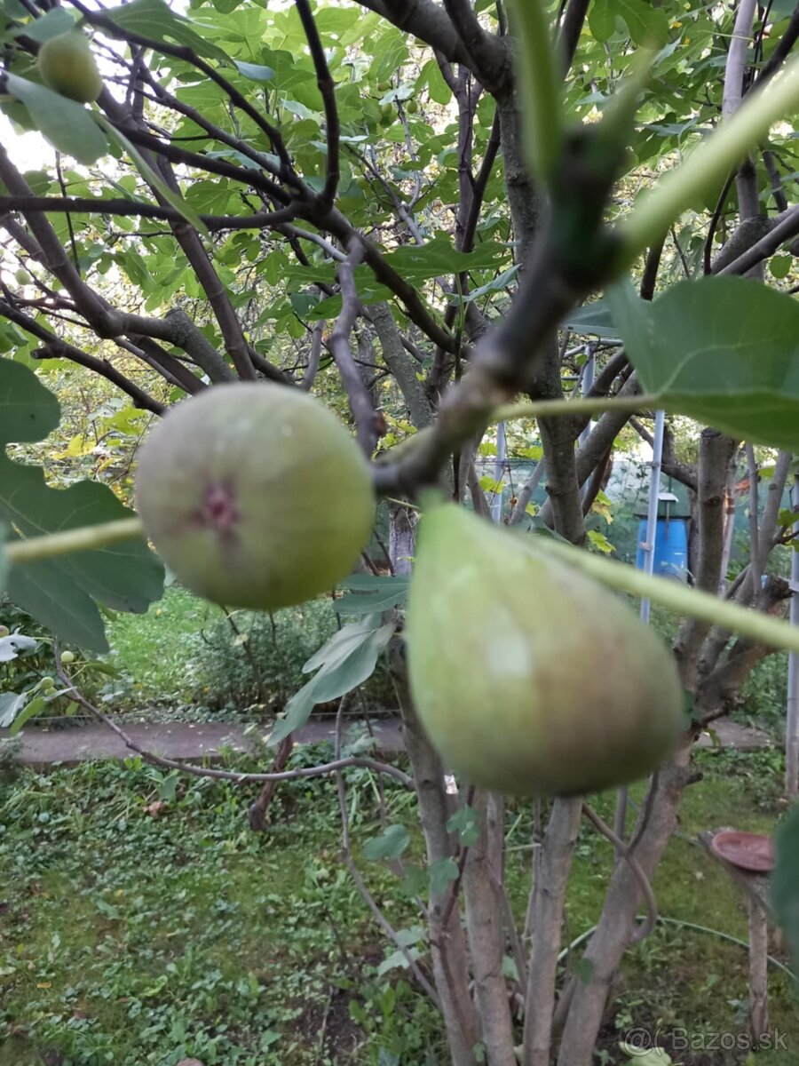 Predám figovník - 4