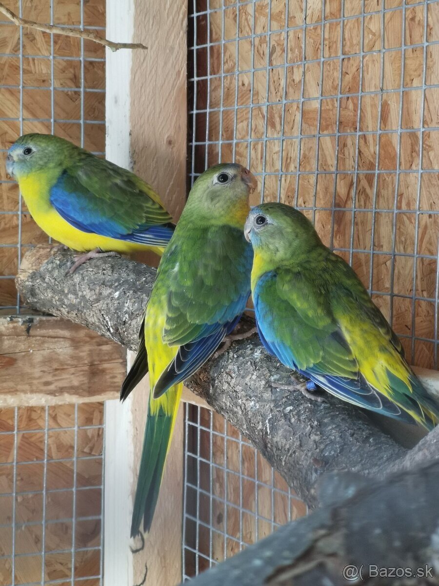 Neofema tyrkysová - 4