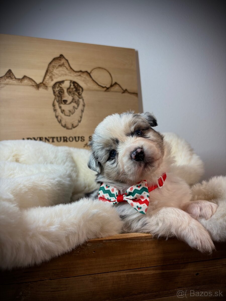 Austrálsky ovčiak s PP - 4