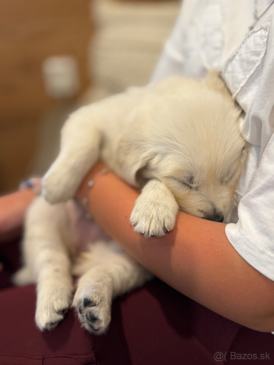 Zlatý retriever krytie - 4