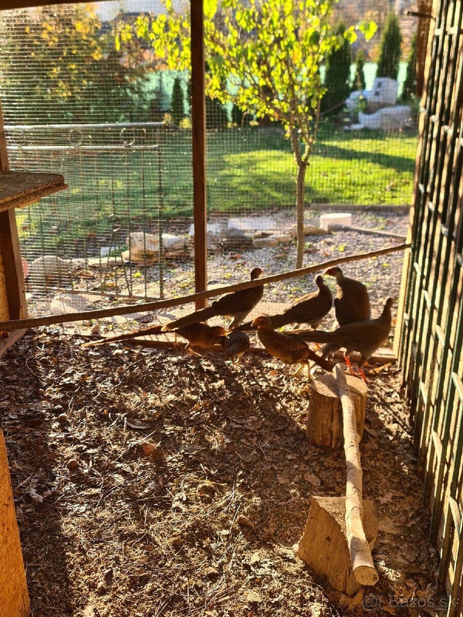 Bažant zlatý a strieborný ,Indické bežce - 4