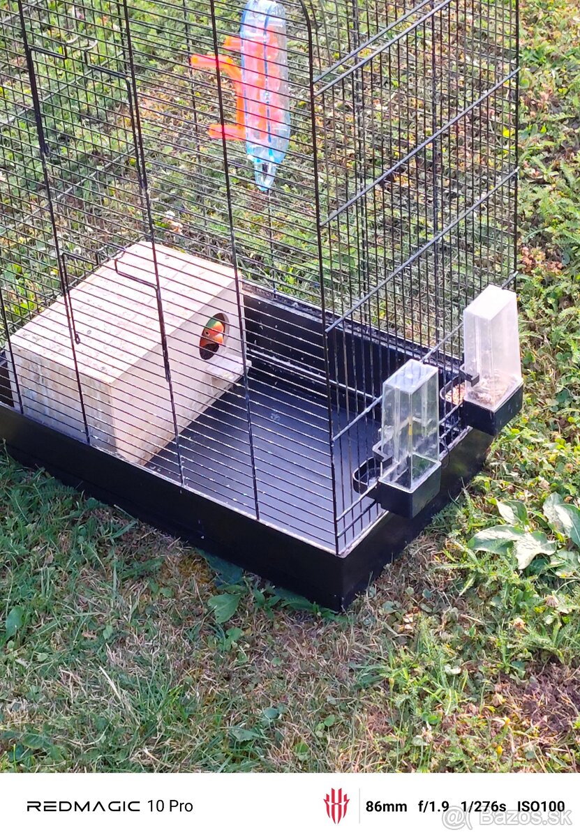 Agapornis ružovohrdly - 4