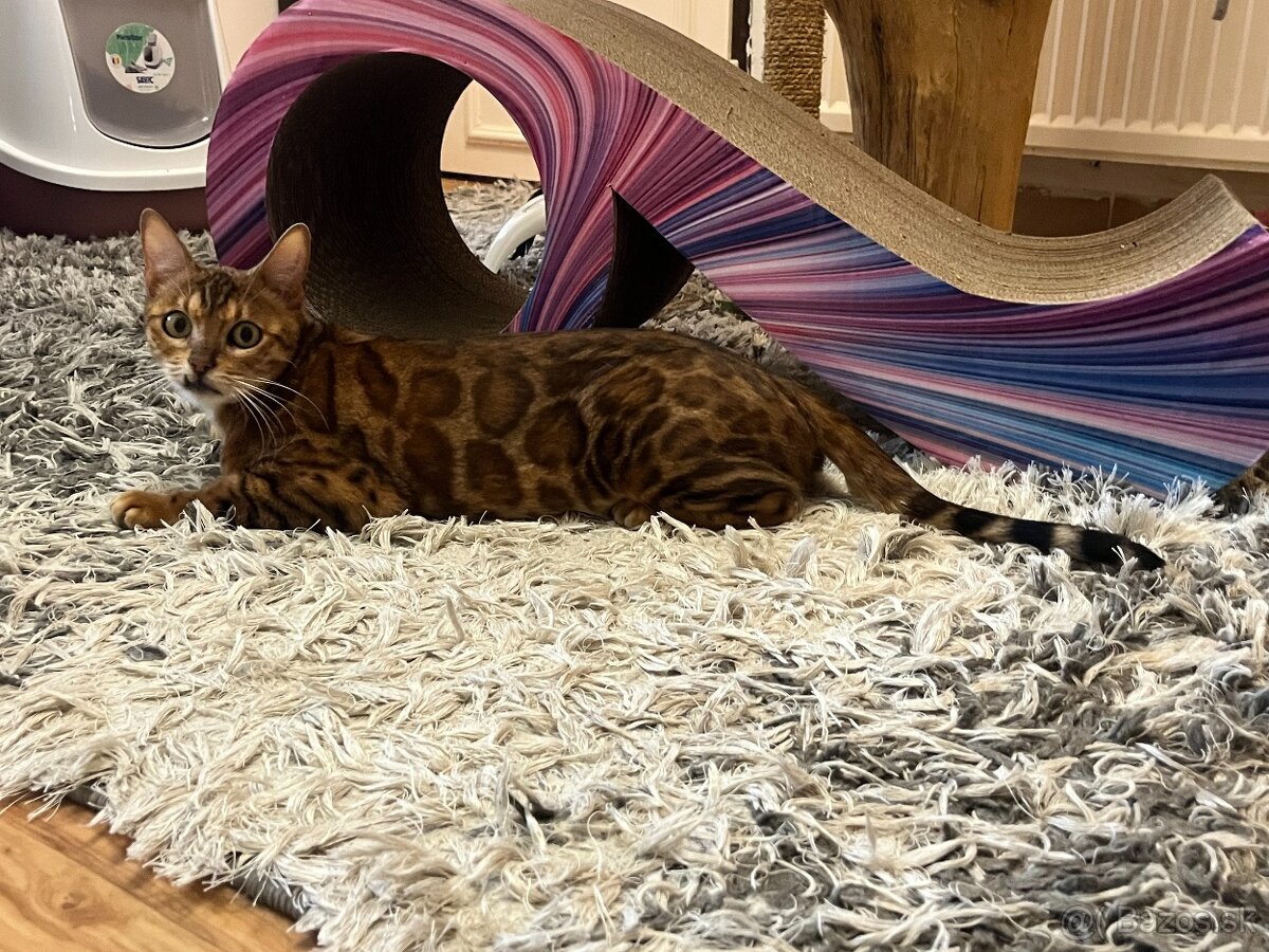 Bengalska mačka - 4