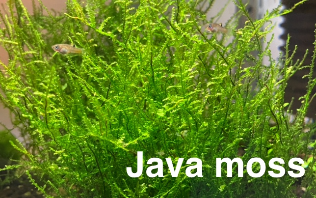 MACH do akvária - 4