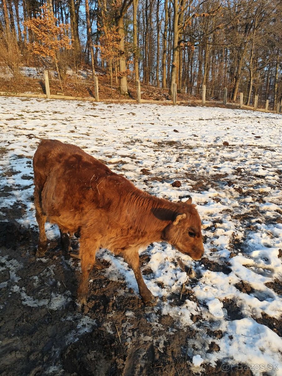 Predám jalovičku - 4